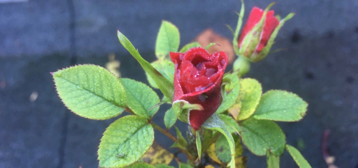 Romance, intimacy, and heartbreak
